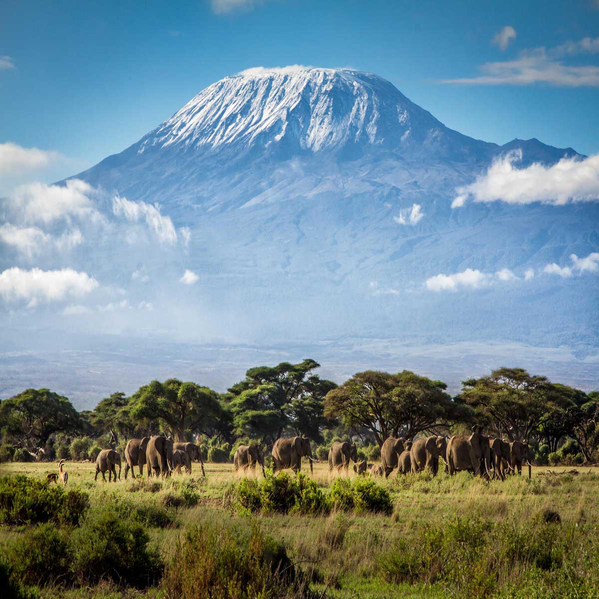 Safari Image