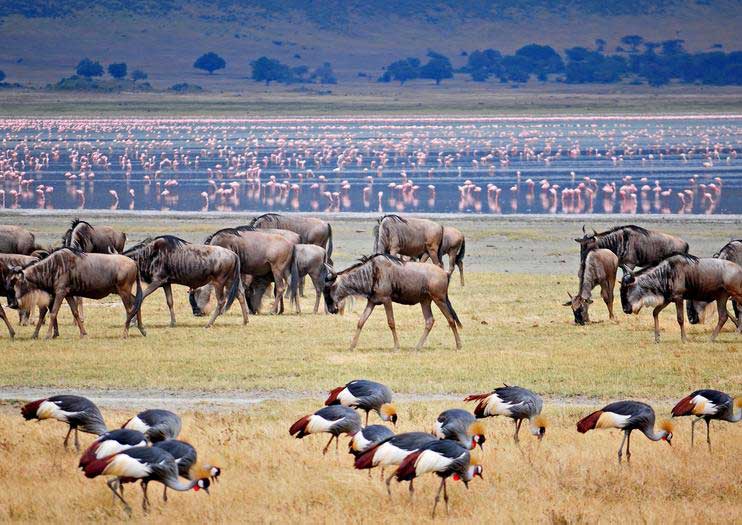 Safari Image