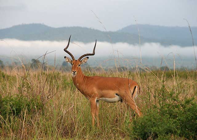 Safari Image